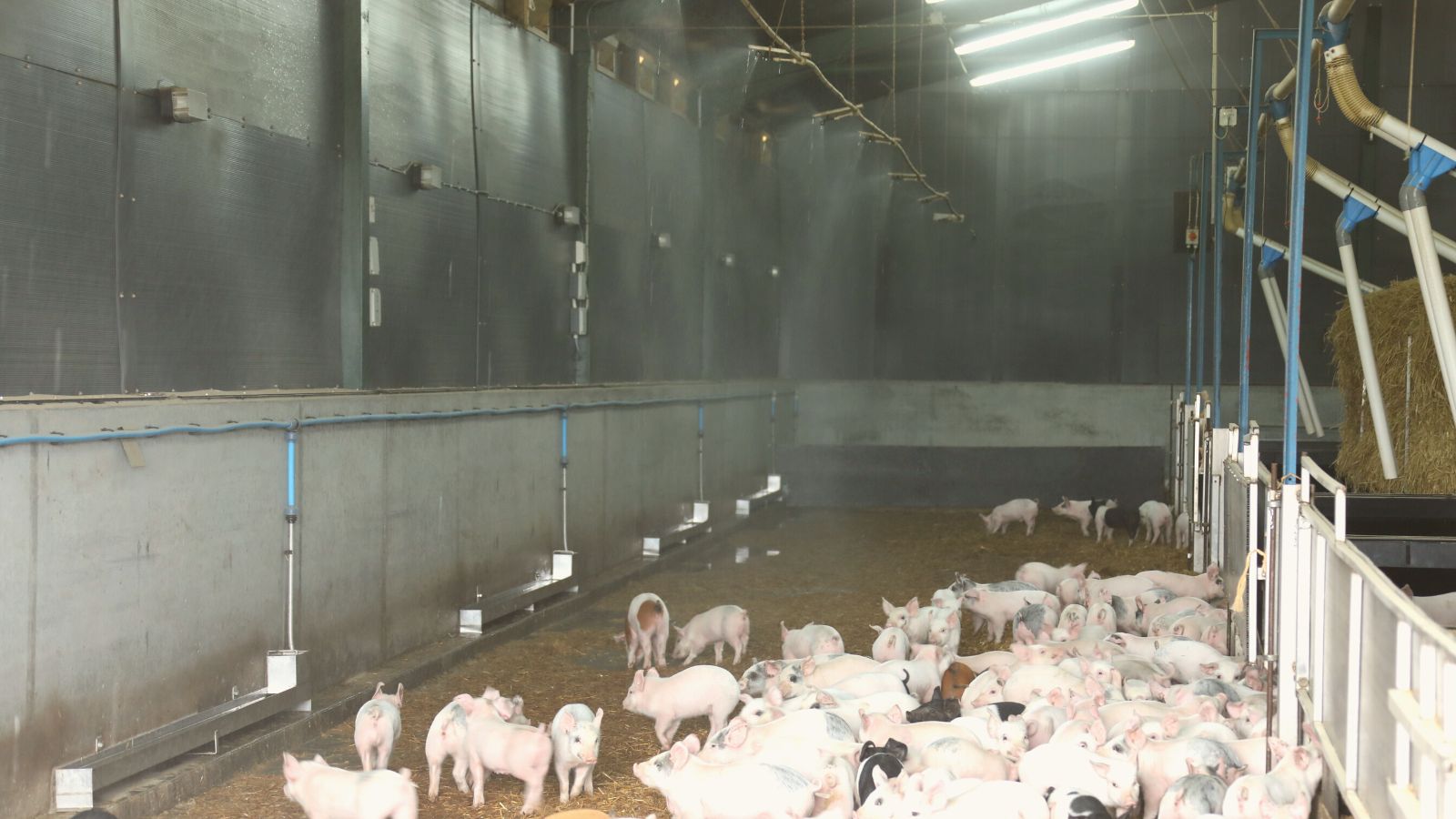 Indoor pigs with water mister to keep pigs cool